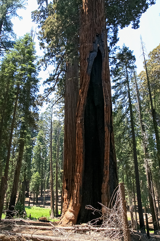 07-02 - 09.JPG - Sequoia National Park, CA